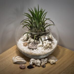 terrarium